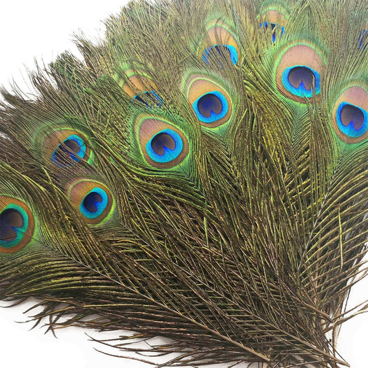 PLUMAS DE PAVO REAL